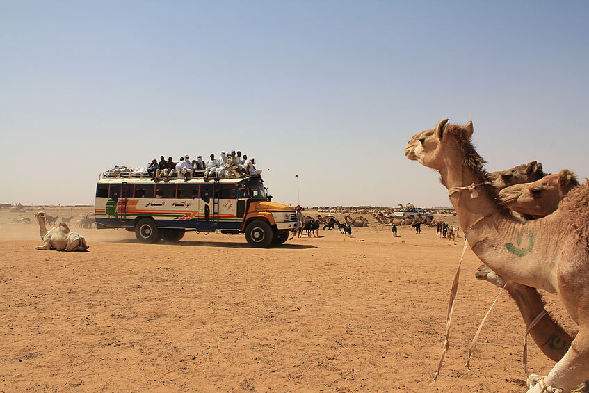 Kamele und Auto in der Wüste.