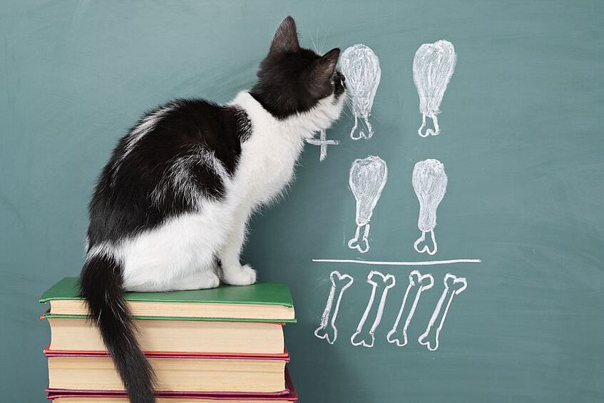 Picture shows a cat sitting in front of a blackboard on a pile of books.