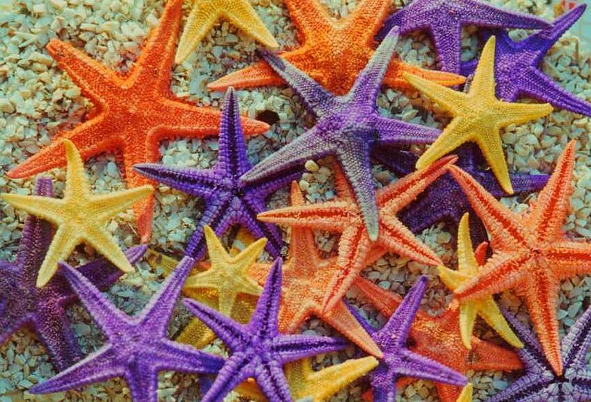 Starfish.