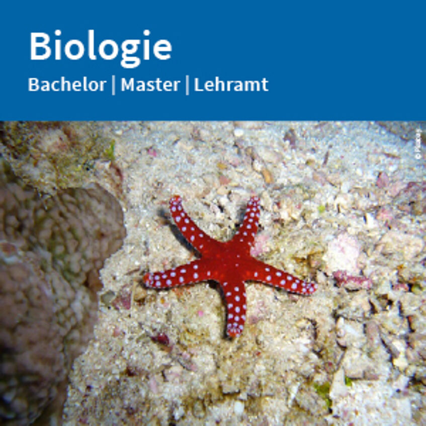 Flyer Biologie zum Download (PDF).