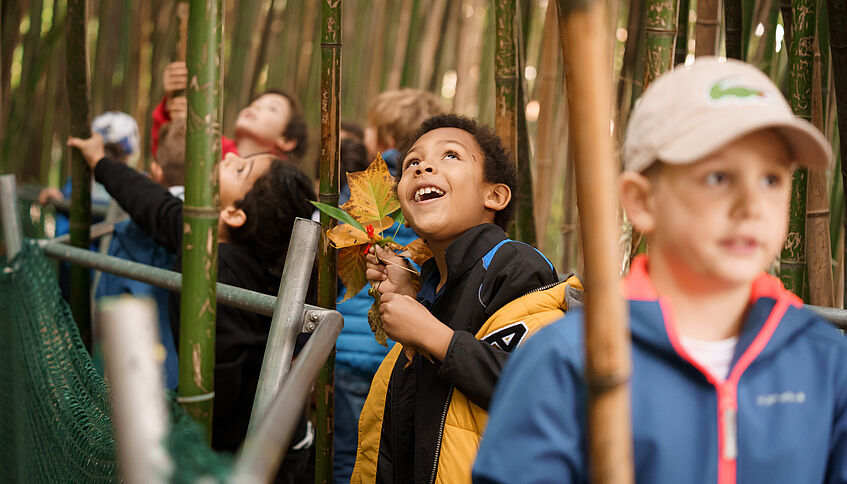 Elementary students in a bamboo forest.